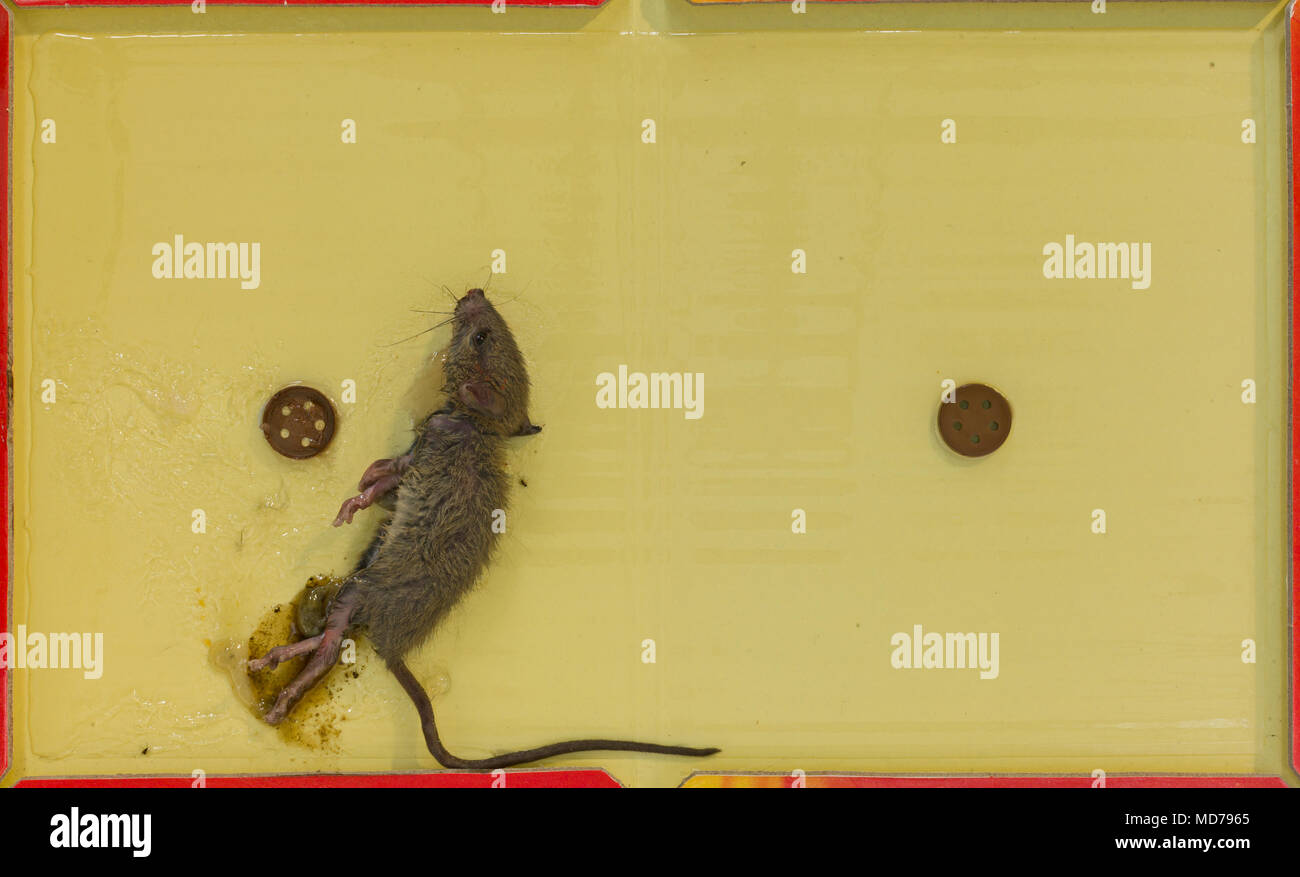 Captured mouse, trapped on self adhesive board placed on floor in