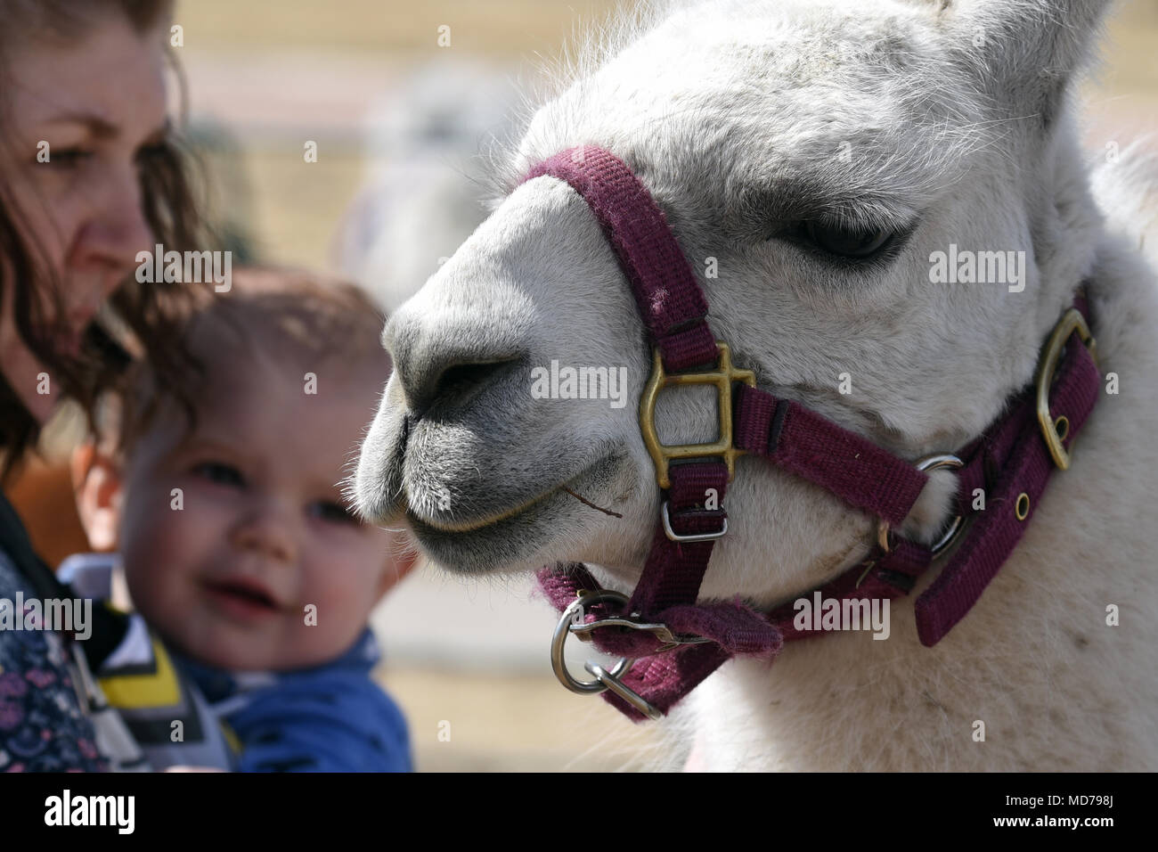 “Peek-a-boo” the llama gazes on while Amber Specht and her son Levi, 1, watch in fascination during the 50th Force Support Squadron’s Spring Fling event at Schriever Air Force Base, Colorado, March 24, 2018. Animals and people alike enjoyed the day’s fair weather with a variety of outdoor activities. (U.S. Air Force photo by Airman 1st Class William Tracy) Stock Photo