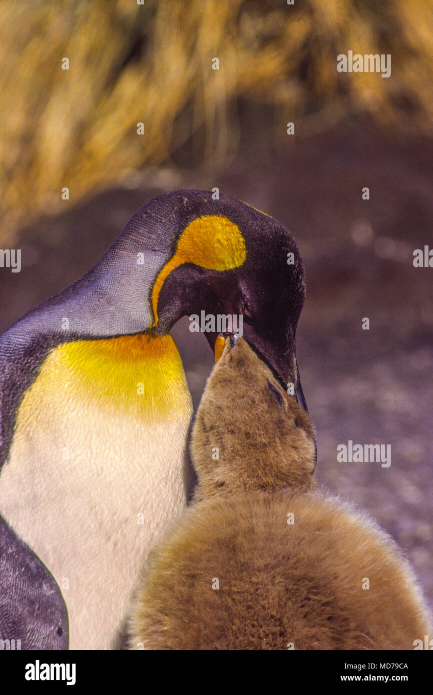 King penguin with baby, South Georgia Island, Antarctica, feeding. Stock Photo