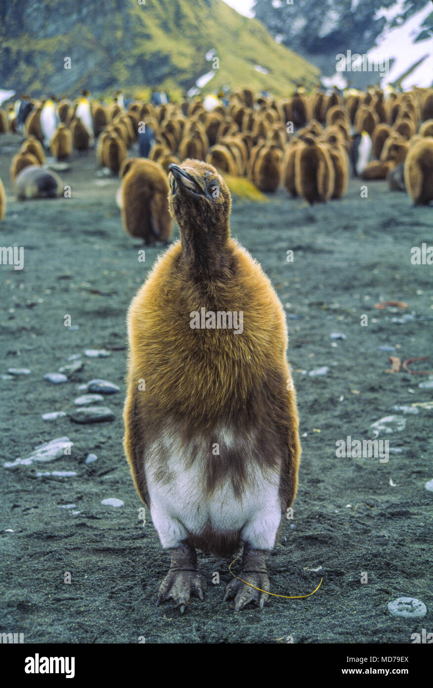 King penguin chicks in fluff molting to adult plummage, South Georgia Island, Antarctica Stock Photo