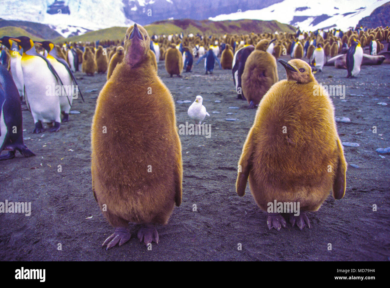 King penguin chicks in fluff before molting to adult plummage, South Georgia Island, Antarctica Stock Photo