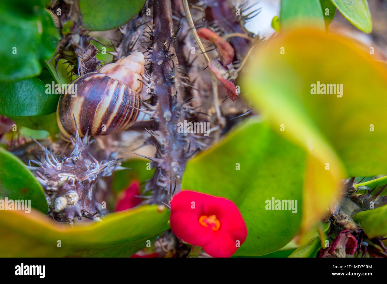 U.S. Department of Agriculture (USDA) Animal and Plant Health