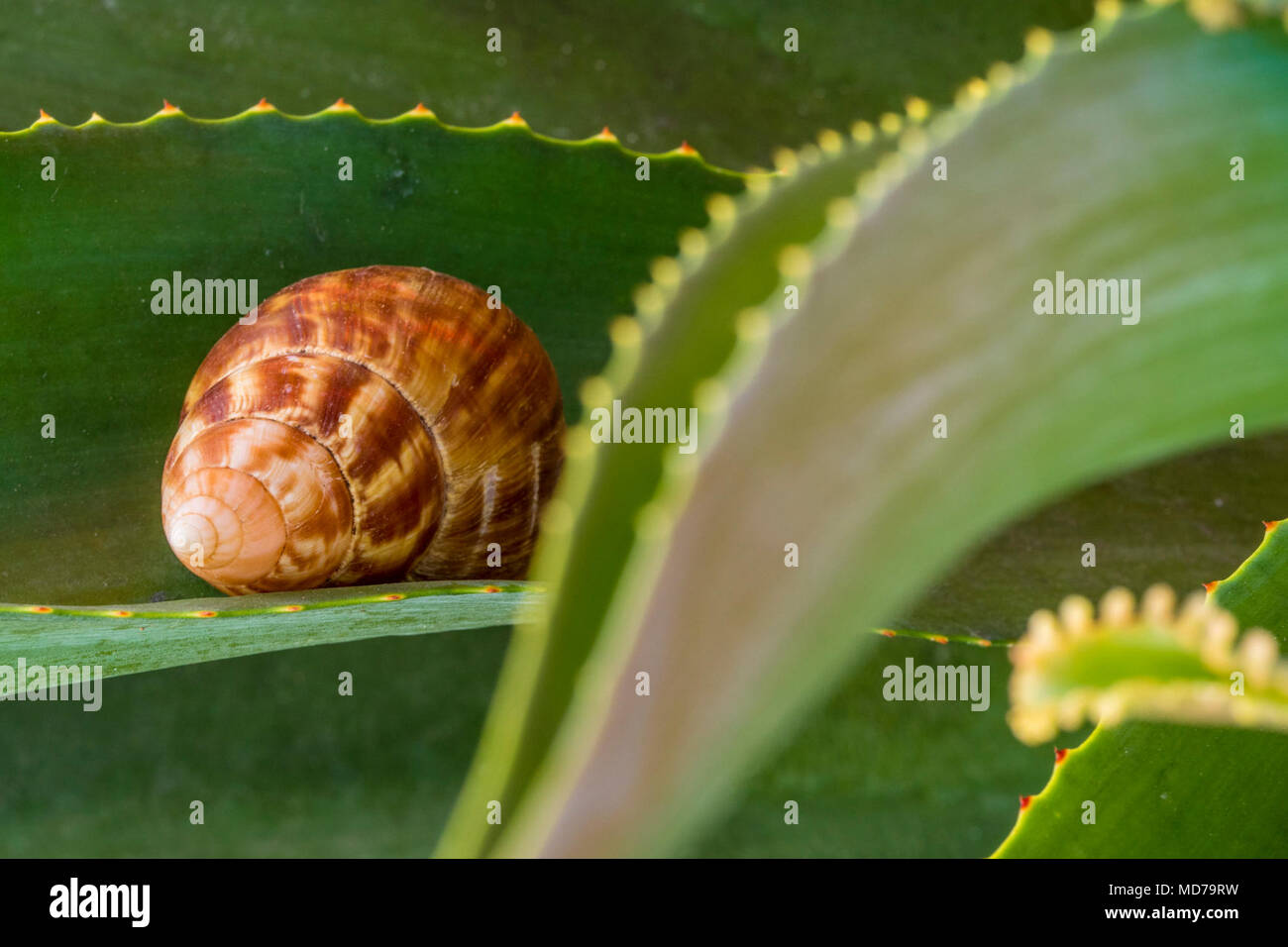 U.S. Department of Agriculture (USDA) Animal and Plant Health