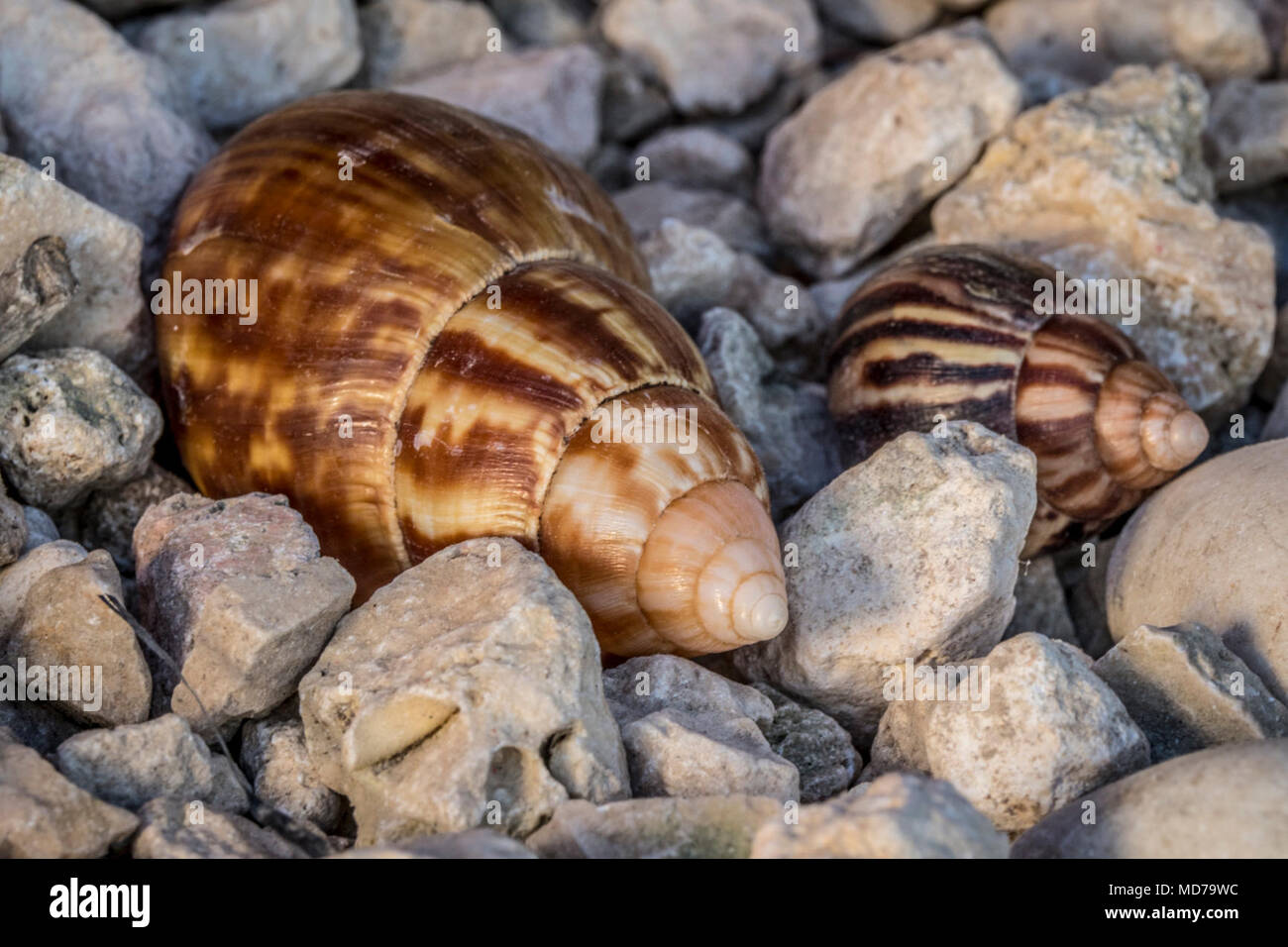 U.S. Department of Agriculture (USDA) Animal and Plant Health