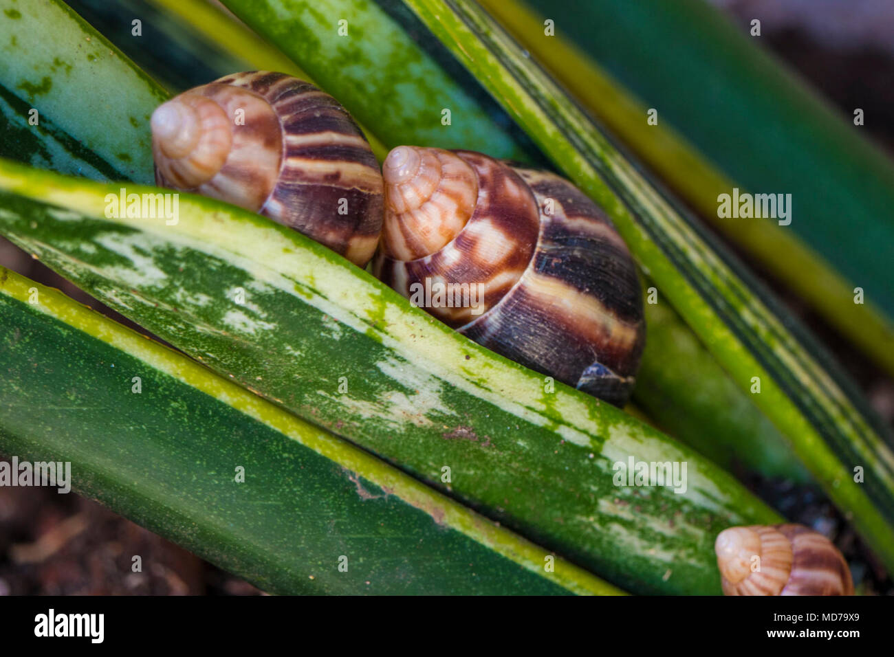 U.S. Department of Agriculture (USDA) Animal and Plant Health Inspection Service (APHIS) Plant