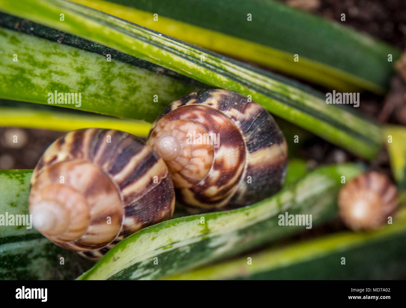 U.S. Department of Agriculture (USDA) Animal and Plant Health