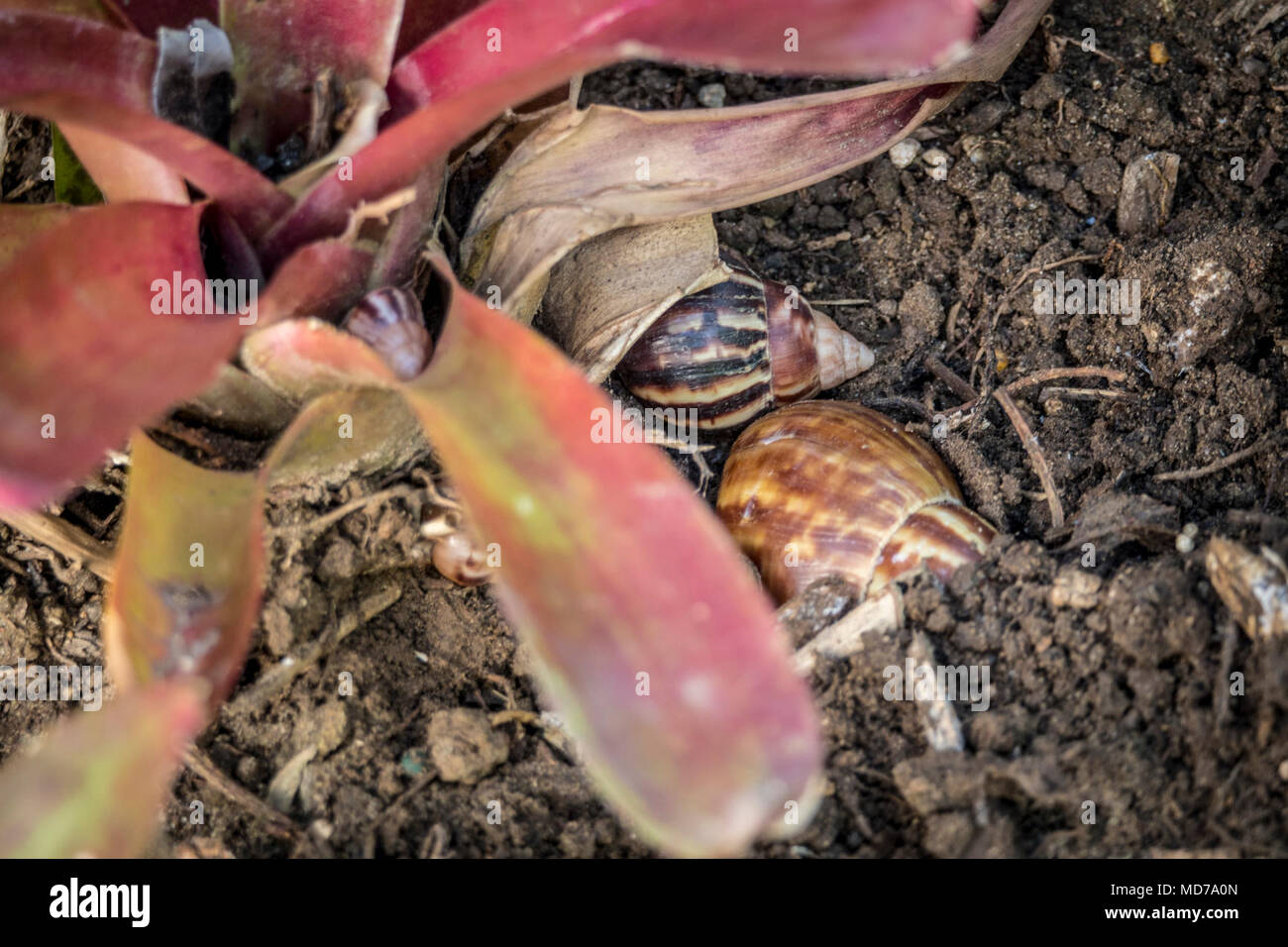 U.S. Department of Agriculture (USDA) Animal and Plant Health Inspection Service (APHIS) Plant