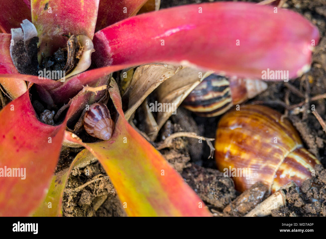 U.S. Department of Agriculture (USDA) Animal and Plant Health Inspection Service (APHIS) Plant