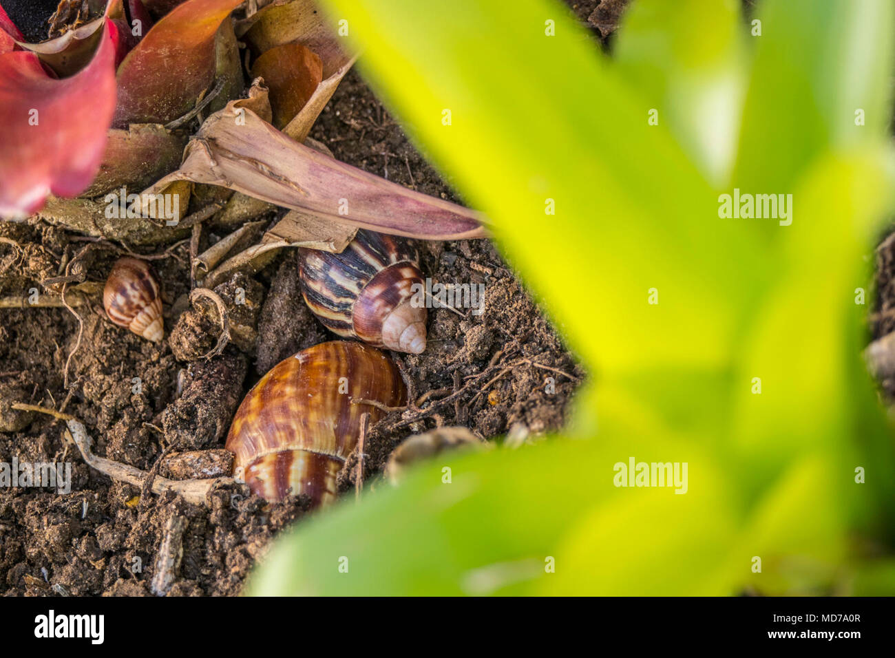 U.S. Department of Agriculture (USDA) Animal and Plant Health Inspection Service (APHIS) Plant Protection and Quarantine (PPQ) program conducts a Giant African Snail (GAS) survey in the Old San Juan, Puerto Rico. Stock Photo