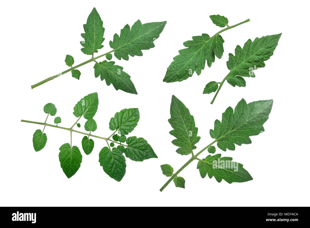 Tomato leaves and leaflets (Solanum lycopersicum, S. pimpinellifolium), top view, clipping paths
