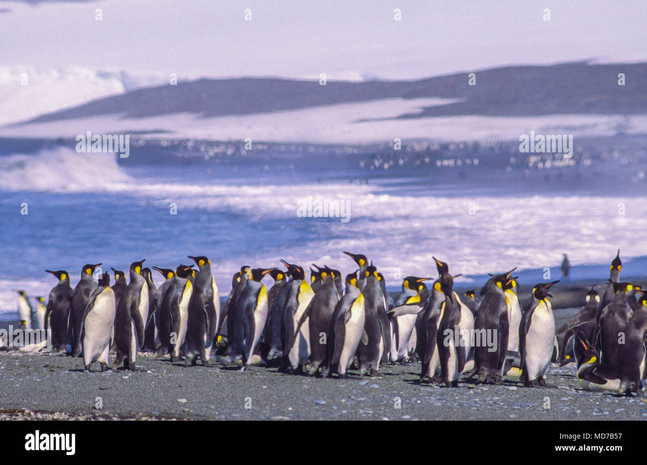 King Penguin, South Georgia Island, Antarctica Stock Photo - Alamy