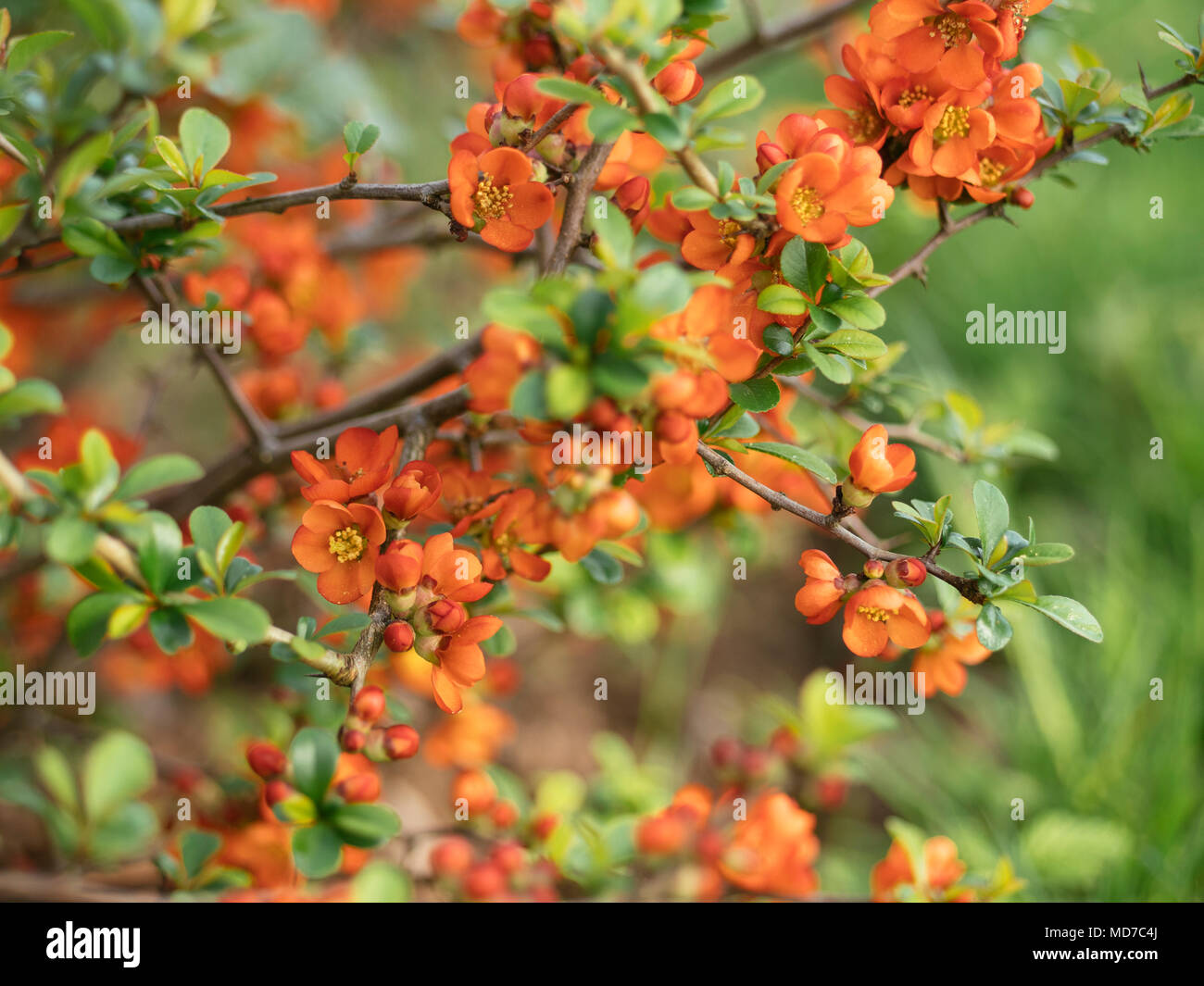 Close-up of Japanese quince (Chaenomeles japonica) blossoms Stock Photo