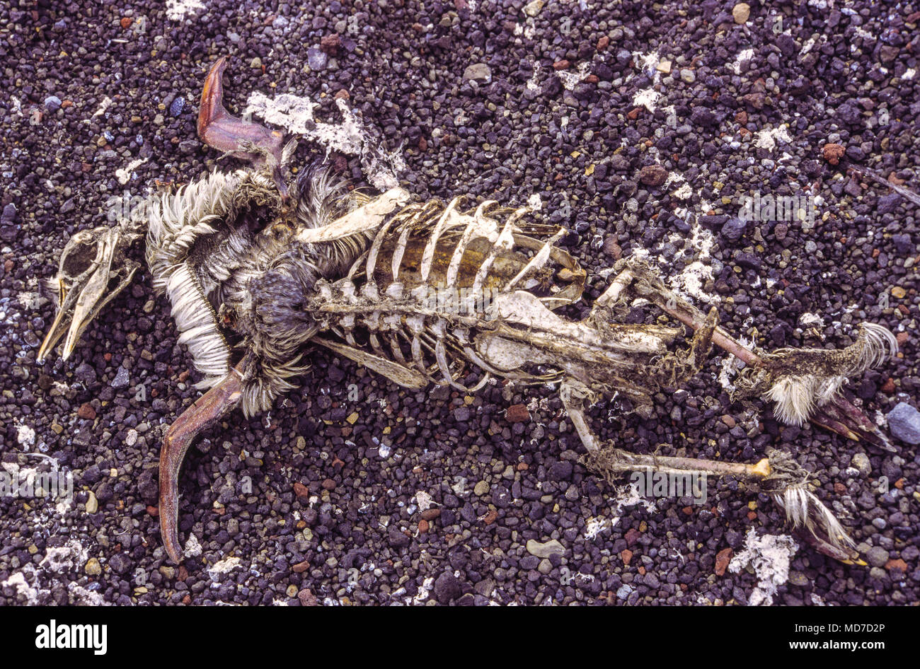 Penguin skeleton, Deception Island, Antarctic Peninsula. Stock Photo