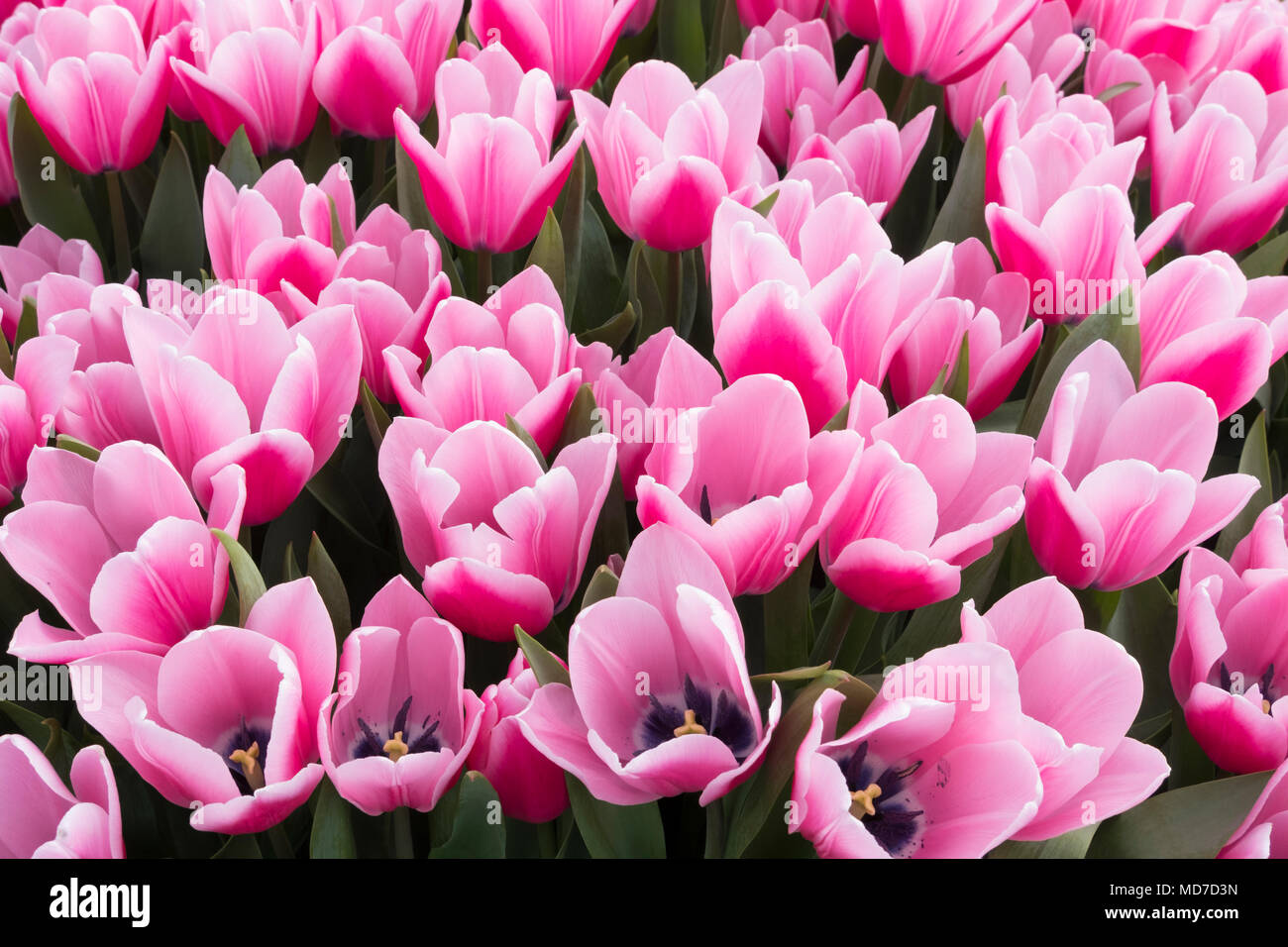 Dutch Tulips blooming in Springtime,Amsterdam and Keukenhof Stock Photo