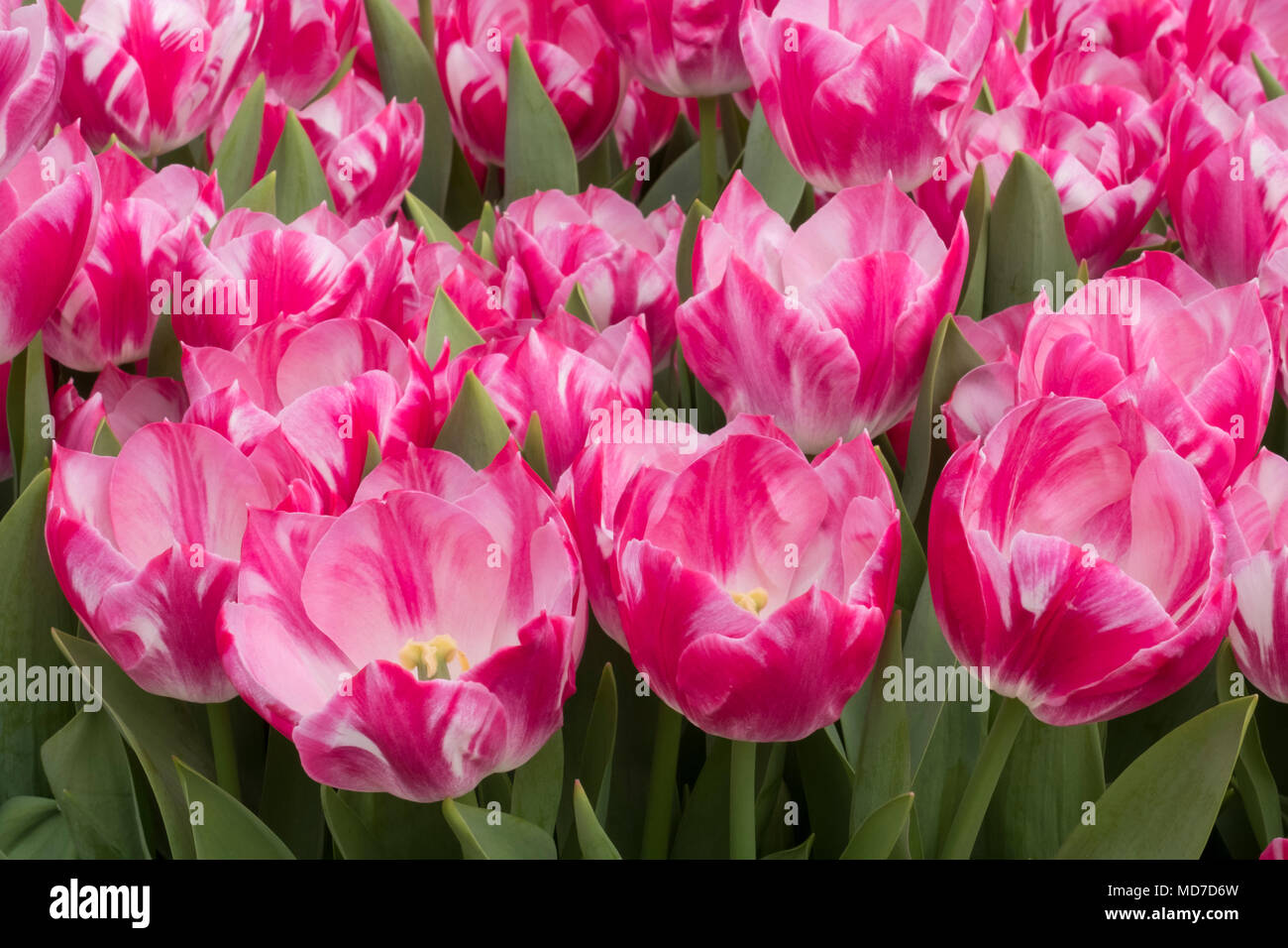 Dutch Tulips blooming in Springtime,Amsterdam and Keukenhof Stock Photo