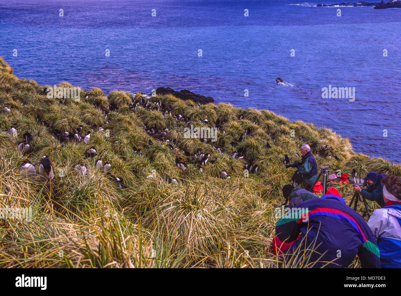 Photographers at nesting colony of macaroni penguins. Stock Photo