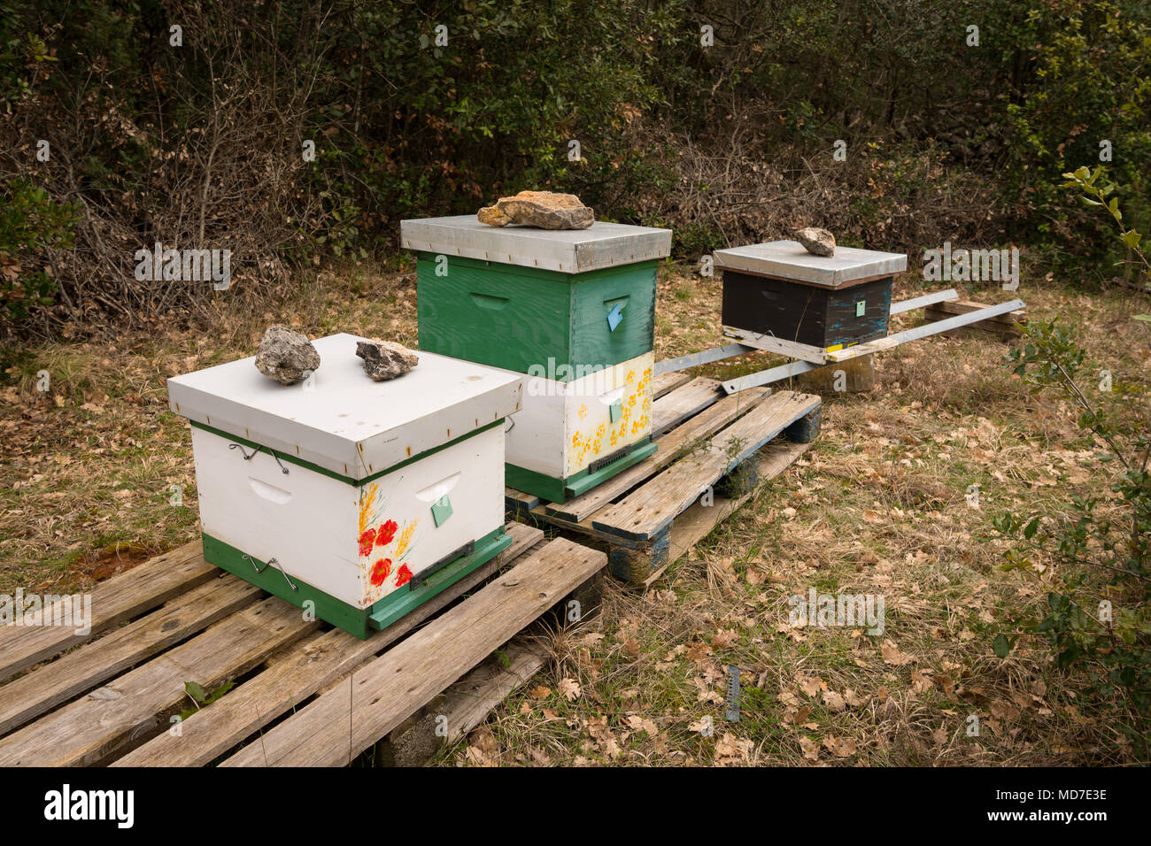 Apiary on a pasture in Croatia in spring (island Cres) Stock Photo