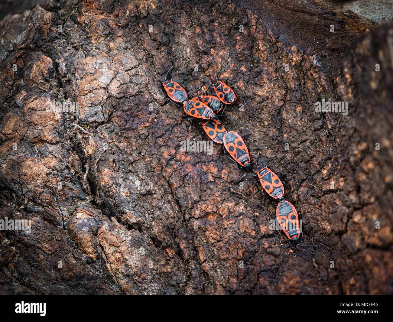 Closeup of a group of fire bugs sitting on a tree trunk Stock Photo