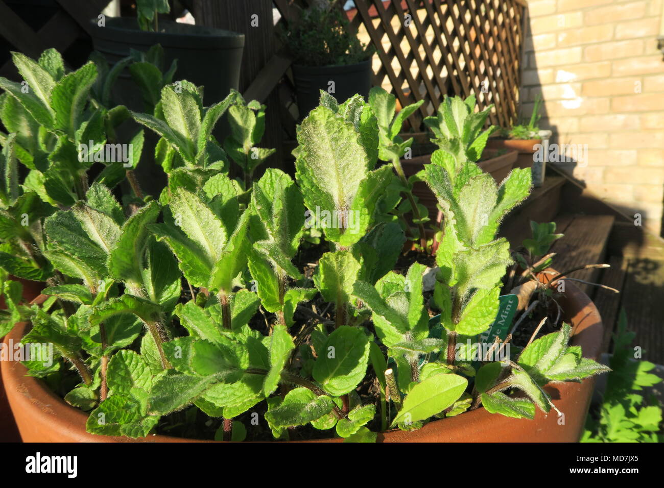 Scented Leaf Alpine Bush Mint Bonsai