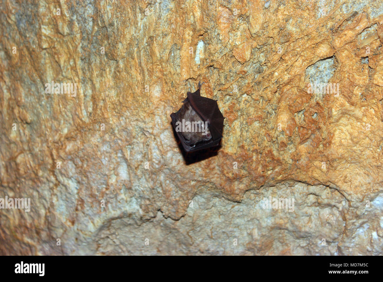 Bat sleeping on the roof of stalactite cave. Stock Photo
