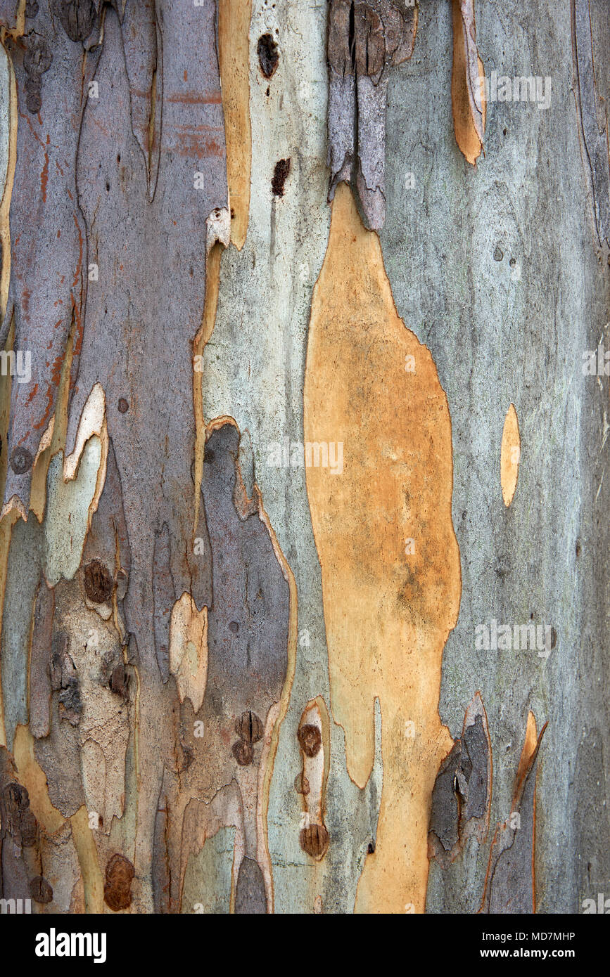 Gum Tree Bark High Resolution Stock Photography and Images Alamy