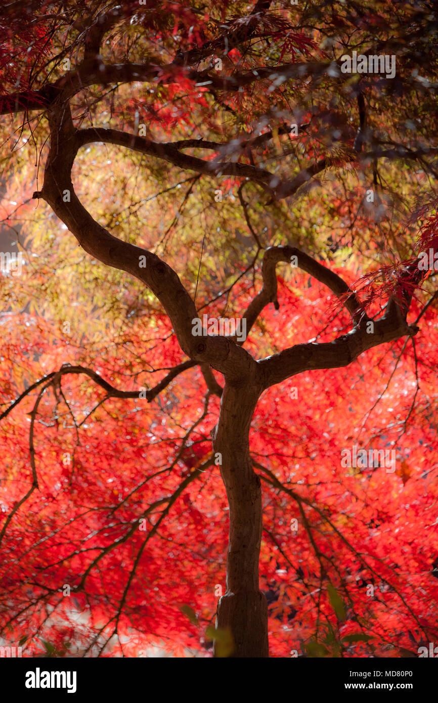 A beautiful red Japanese specimen maple tree silhouetted against it's glowing red leaves Stock Photo