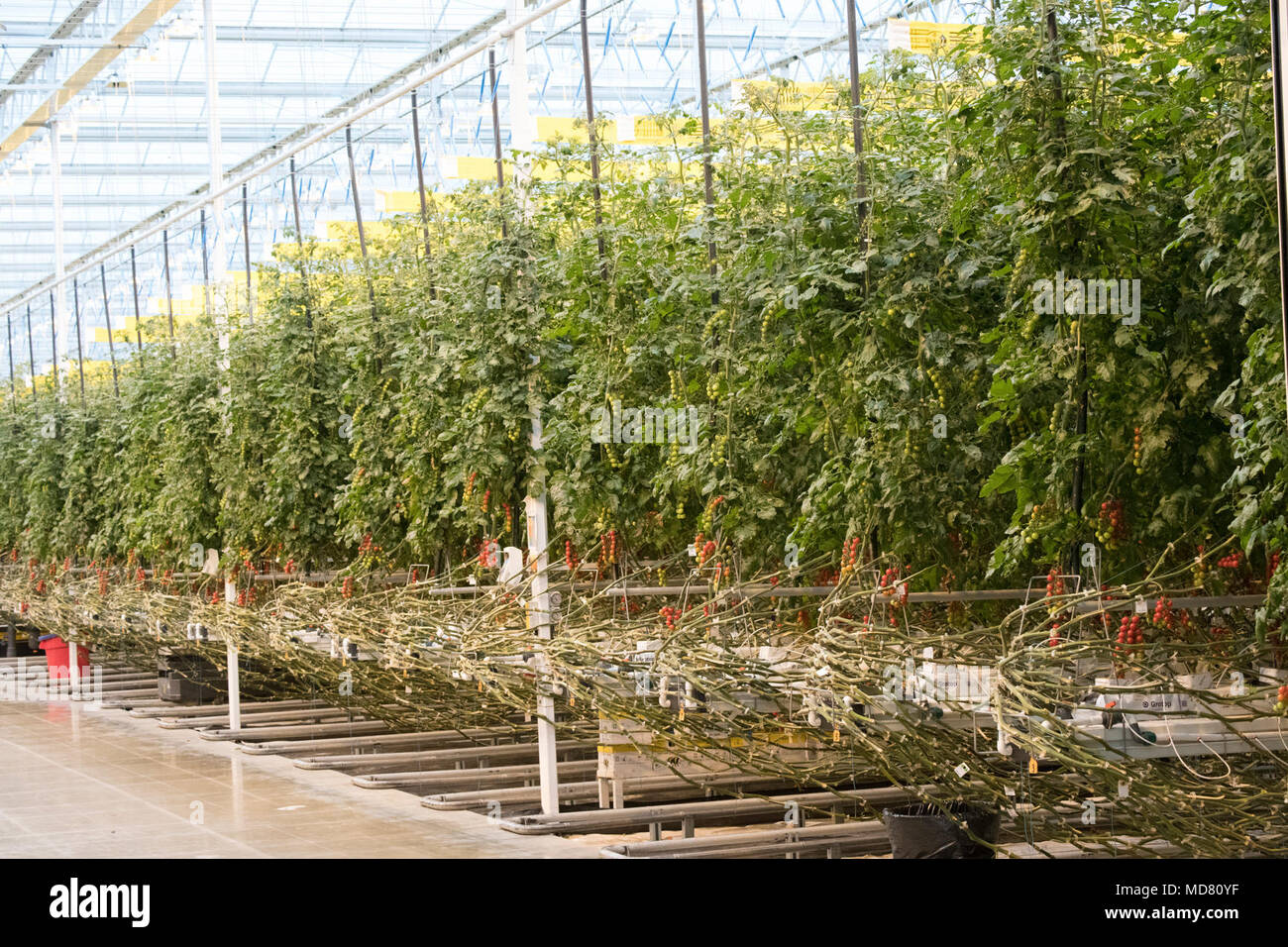 U.S. Secretary of Agriculture Sonny Perdue tours Mastronardi Produce, Coldwater, MI, on April 3