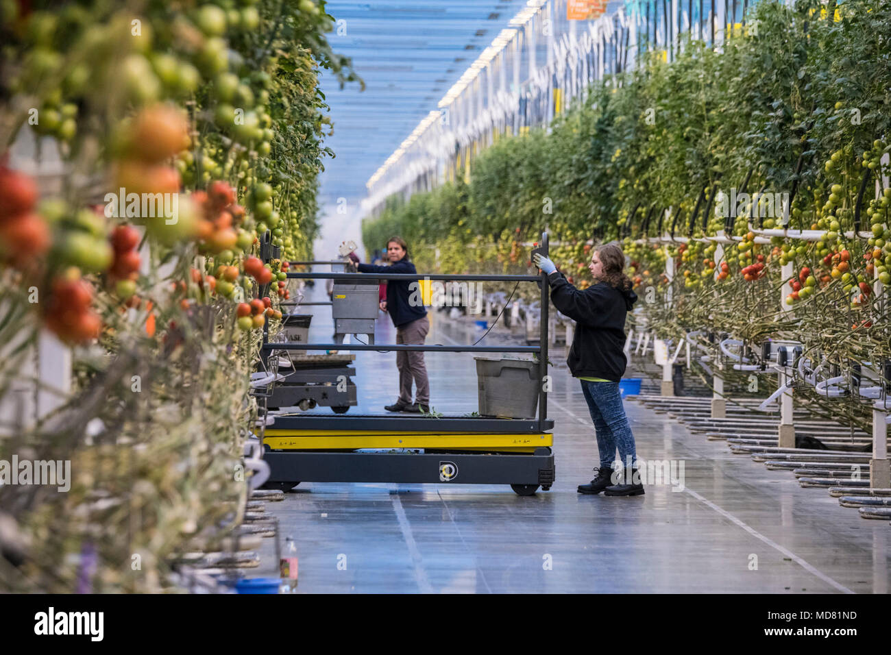 U.S. Secretary of Agriculture Sonny Perdue tours Mastronardi Produce,  Coldwater, MI, on April 3, 2018. Founded by Umberto Mastronardi more than  60 years ago, the fourth generation of the Mastronardi family owns