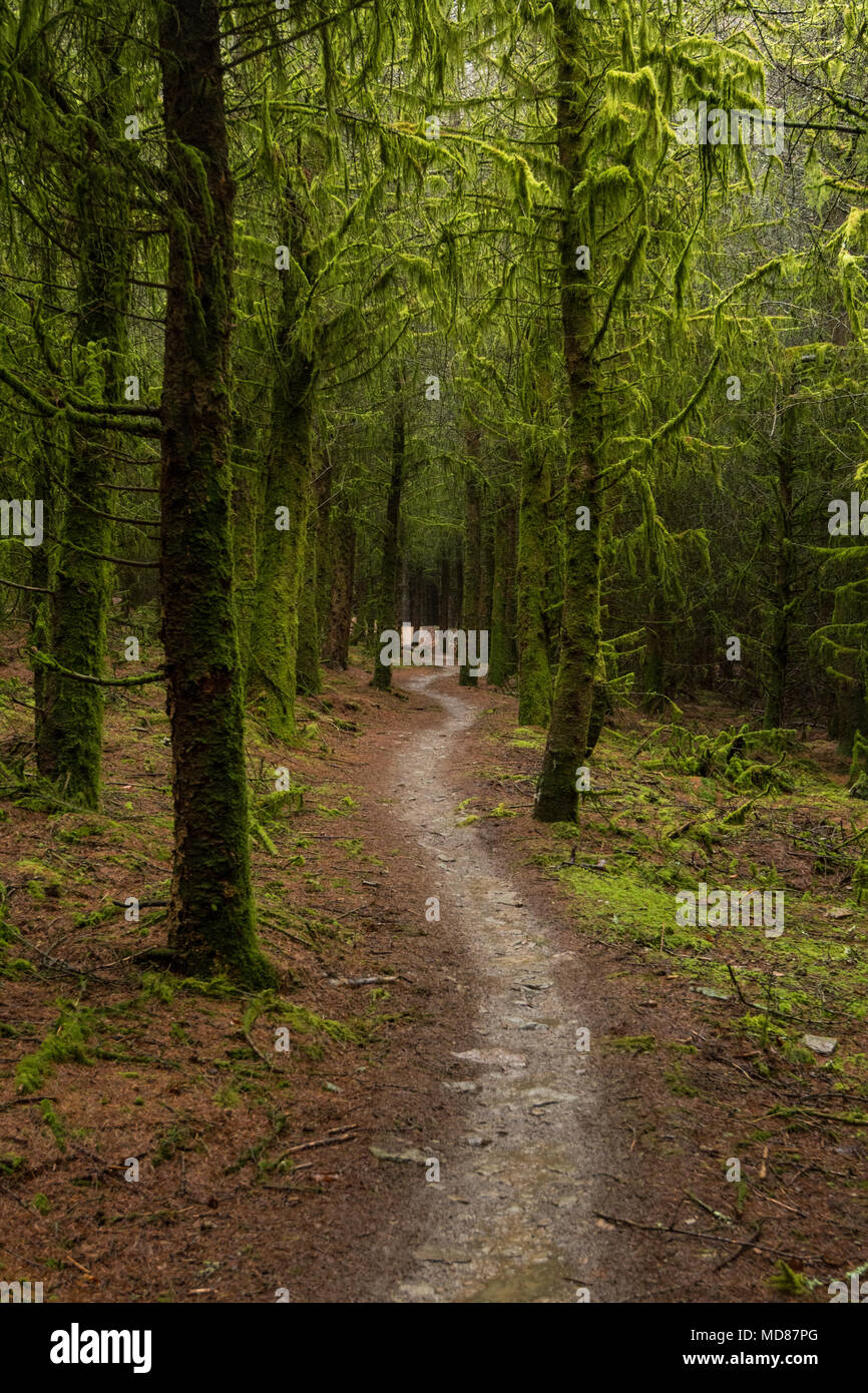 Decayed trees but beautiful Stock Photo