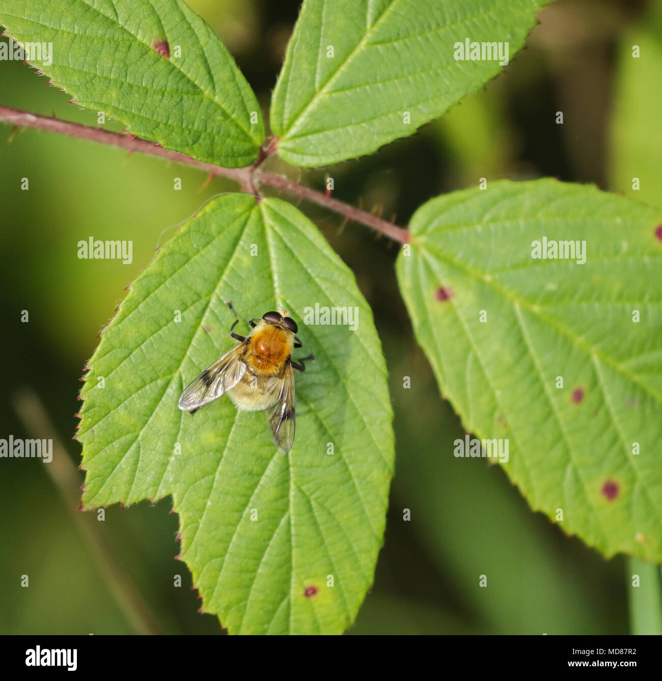 A Tree Bumblebee ( Bombus hypnorumon) on a blackberry leaf. The leaf is showing signs of rust fungus. Stock Photo