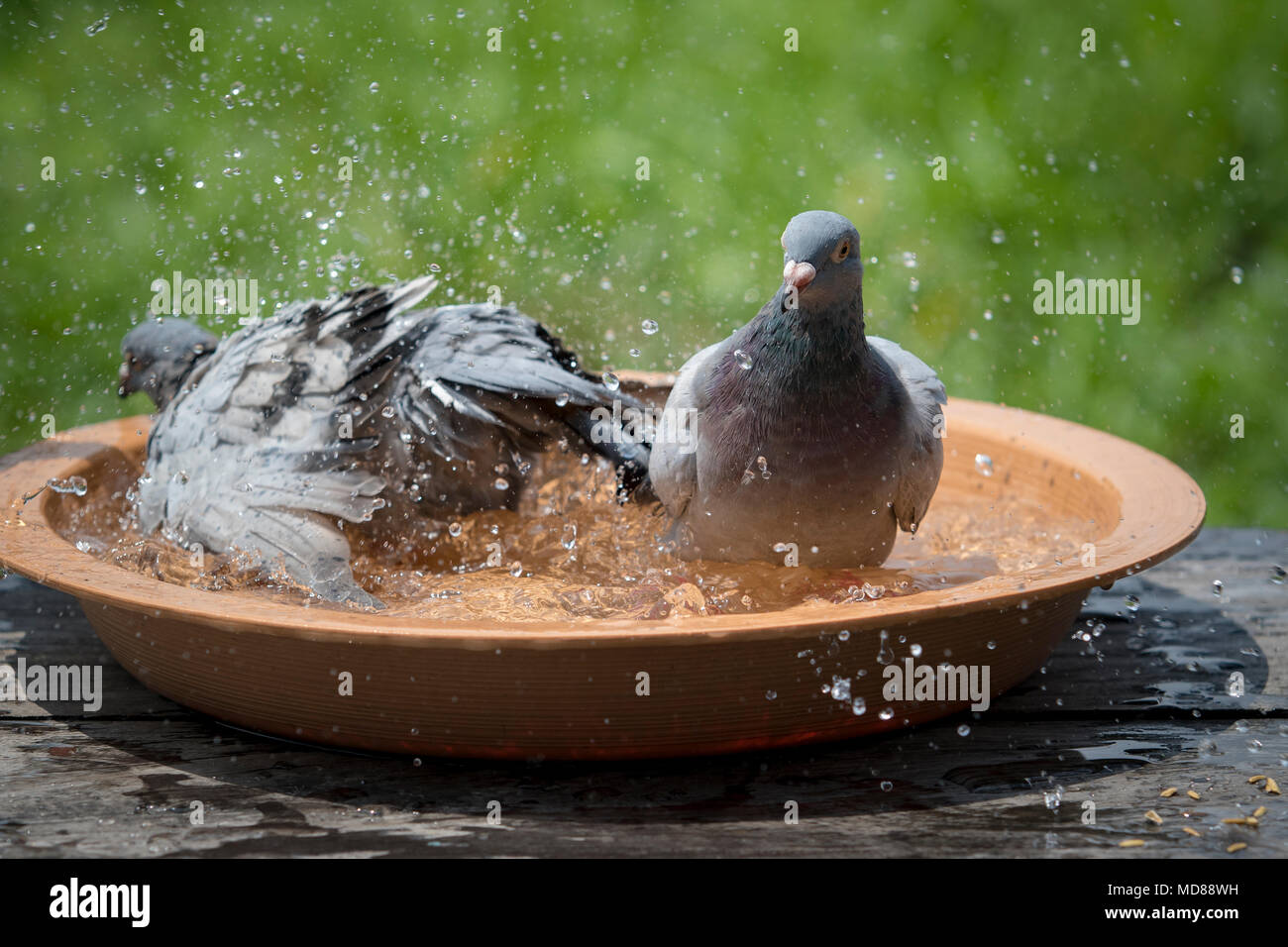 homing pigeon bird bathing in water bowl Stock Photo - Alamy