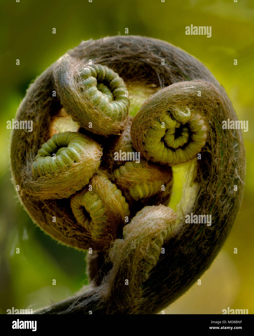 Fern (Microsorum spectrum) Polypodiaceae. Limahuli Gardens, Kauai, Hawaii Stock Photo