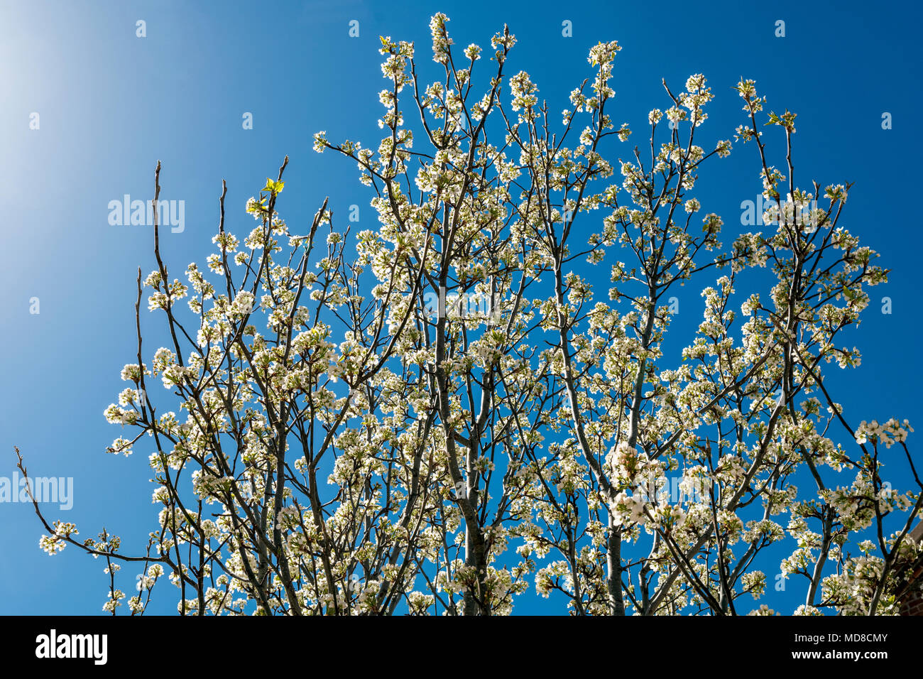 Asian pear trees in full springtime bloom; Salida; Colorado; USA Stock Photo