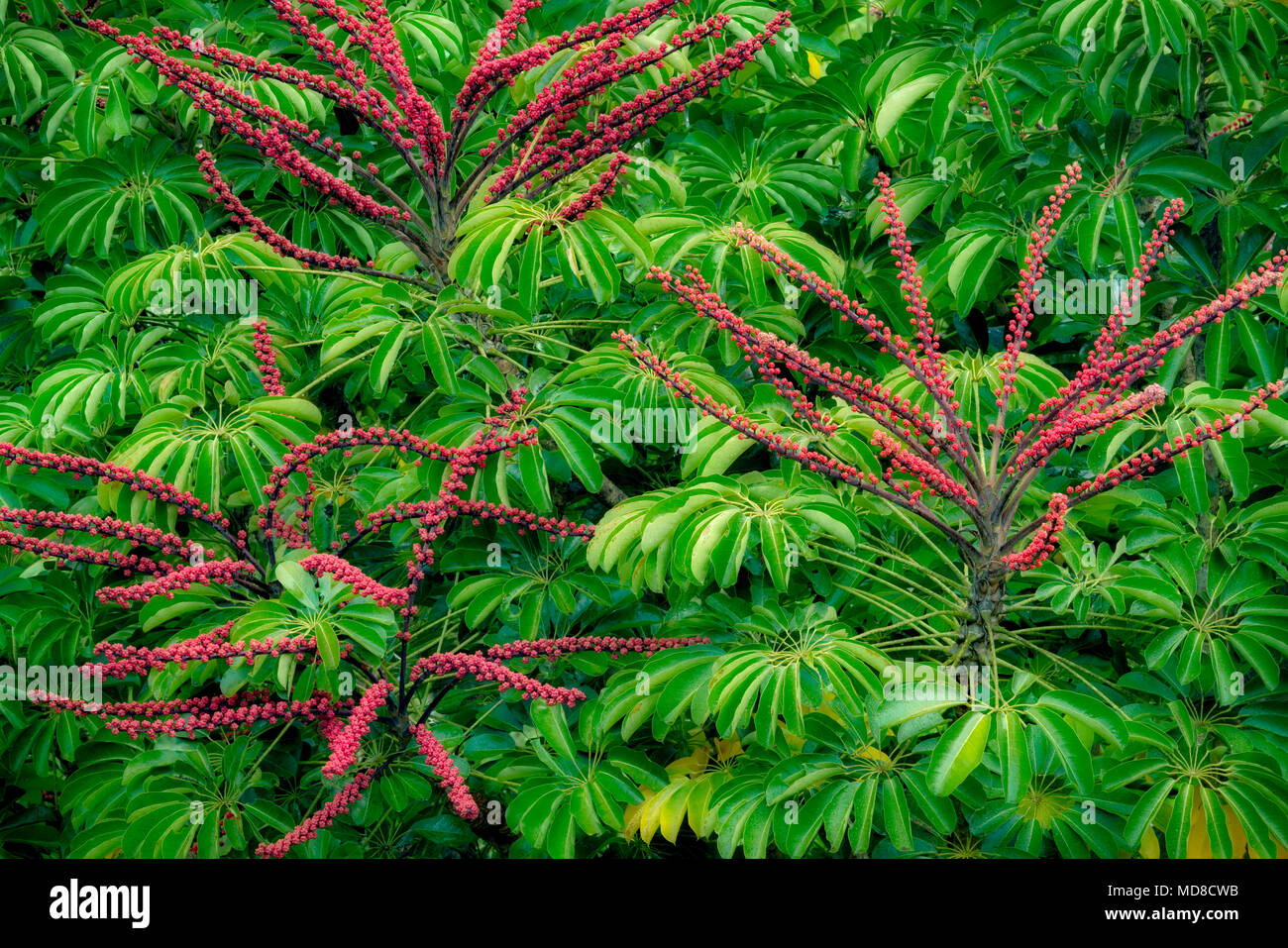 Close up of Bromelliad and tropical folliage. Kauai, Hawaii Stock Photo