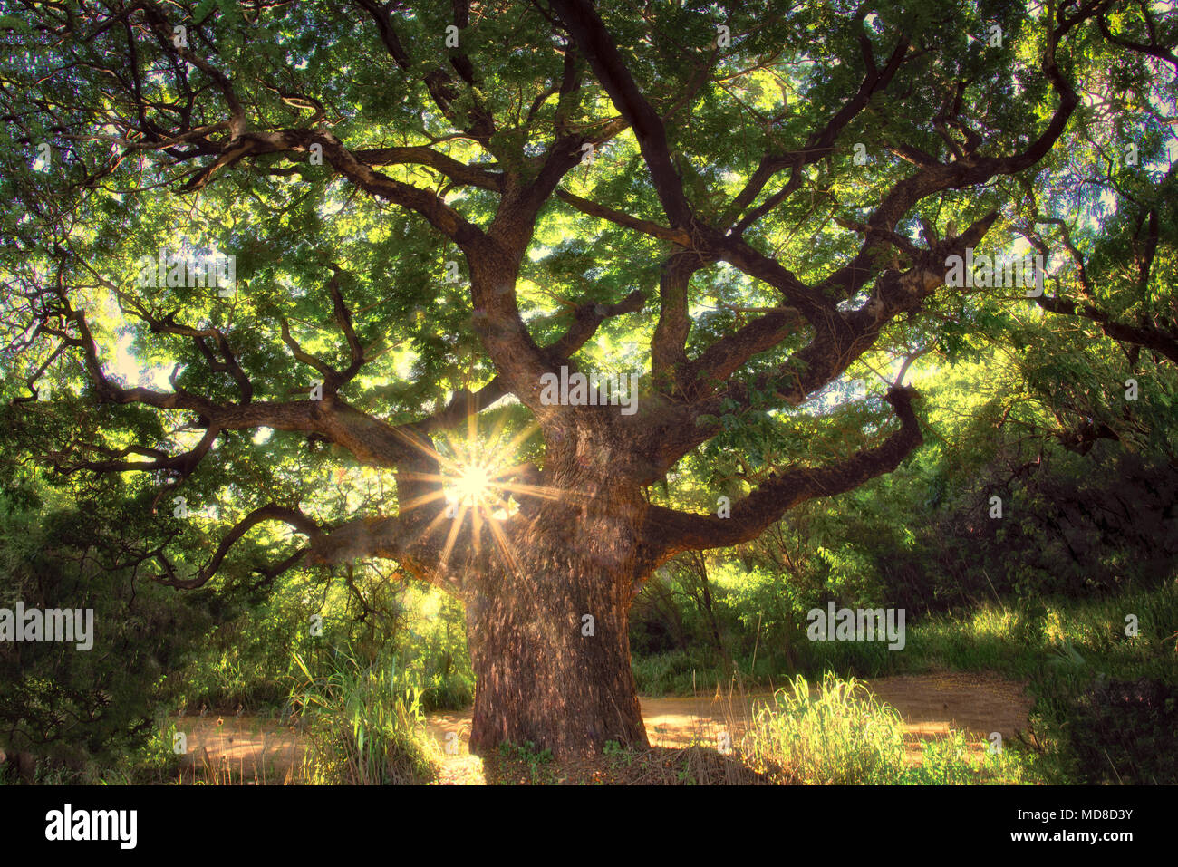 Monkey pod tree hires stock photography and images Alamy