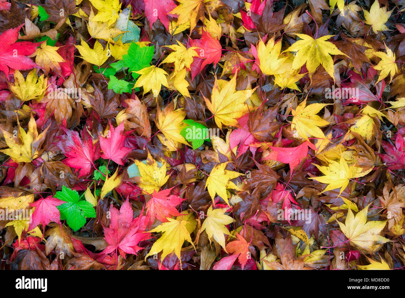 Close up of Japanese Maple leaves in fall color. Oregon Stock Photo