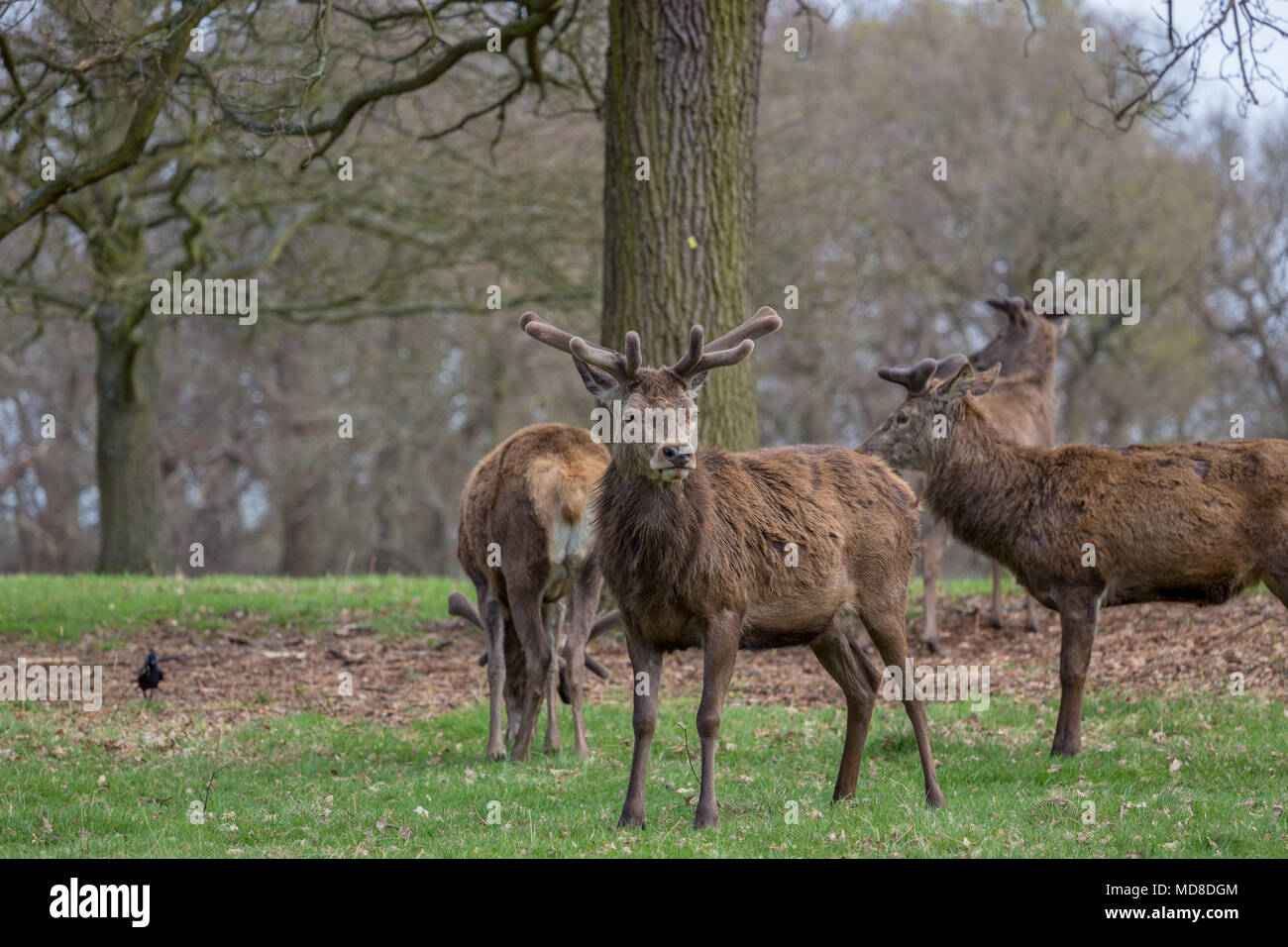 Red deer (Cervus Elaphus) standing and alert in Richmond Park, SW London. Stock Photo