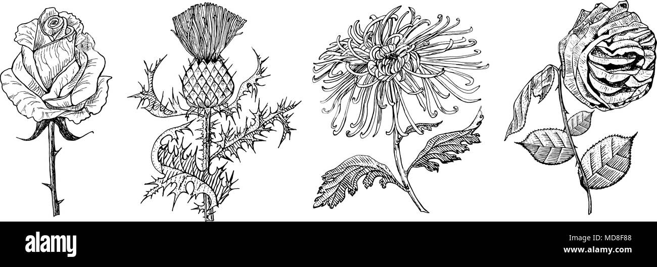 Wedding botanical flowers in the garden or spring plant. Aster, dahlia with leaves and buds, Burdock and herb medicinal. Vector illustration. engraved hand drawn in old vintage sketch for card. Stock Vector