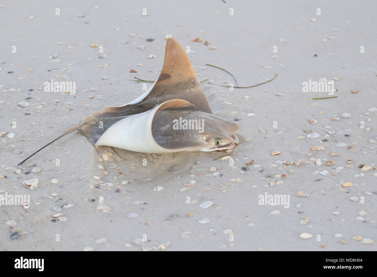 The stinger of a stingray hi-res stock photography and images - Alamy