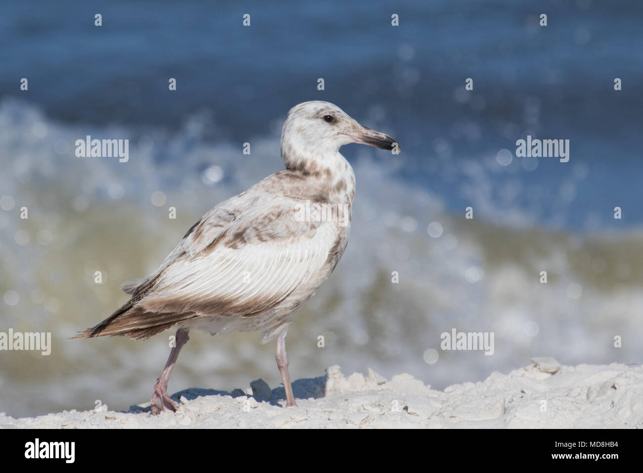 American herring gull hires stock photography and images Alamy