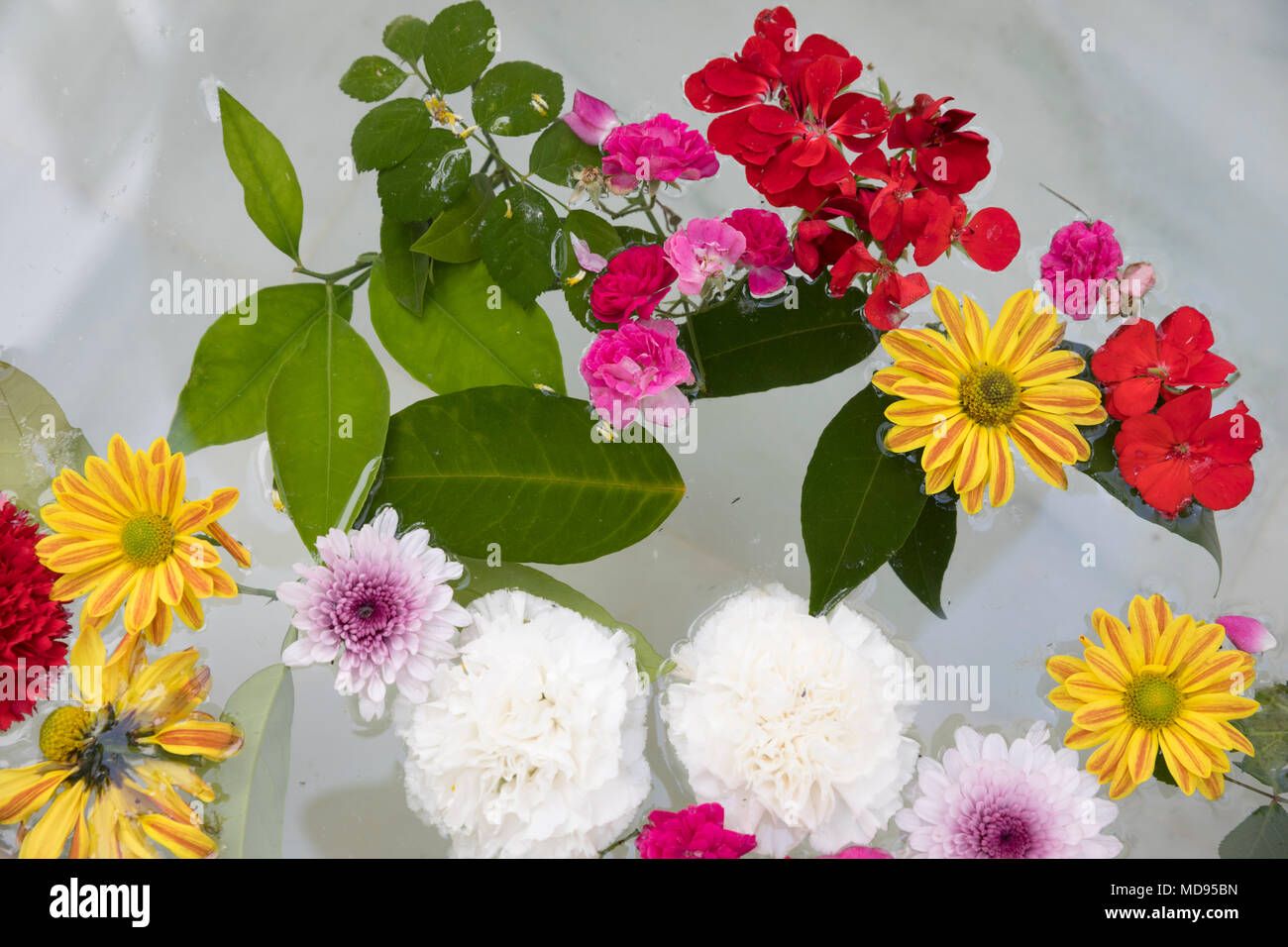 Colorful flowers floating in water of fountain, Cordoba, Andalucia, Spain, Europe Stock Photo