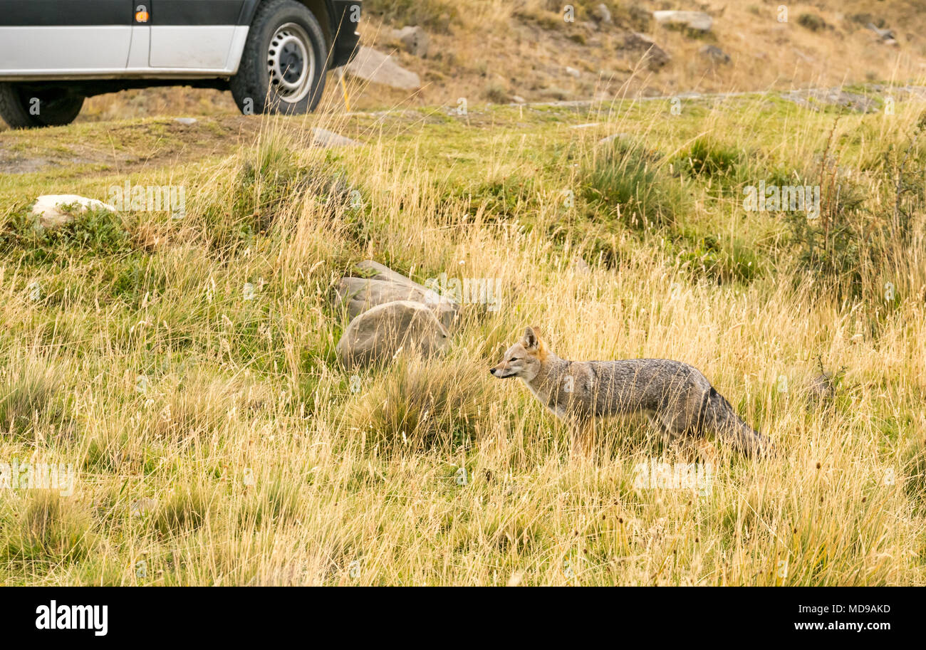 South American gray fox, or Patagonian fox, Lycalopex griseus, by road and minibus, Torres del Paine National Park, Chile, Patagonia, South America Stock Photo