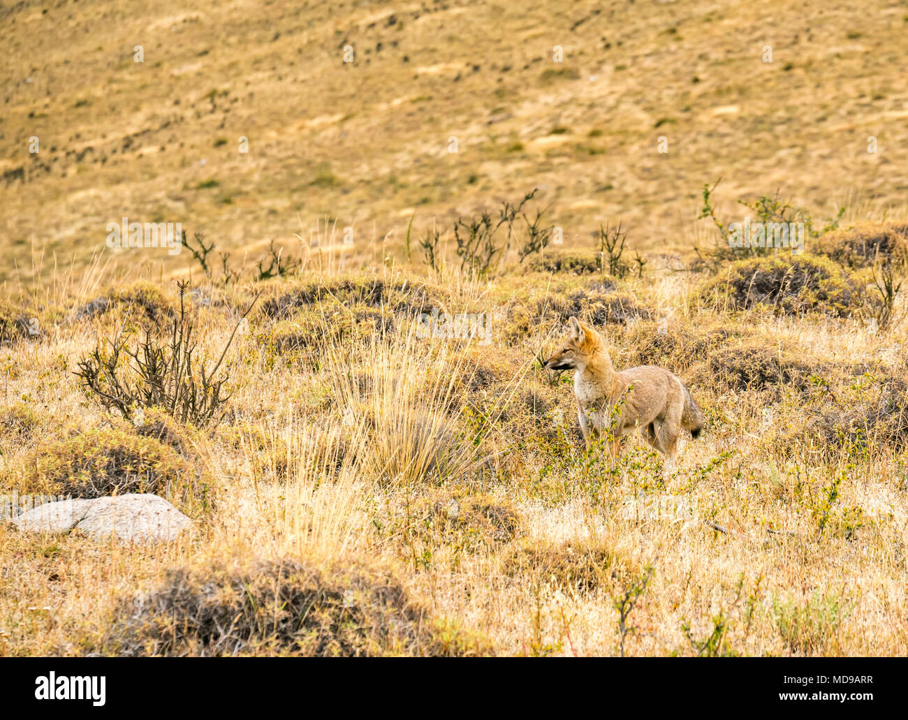 South American gray fox, or Patagonian fox, Lycalopex griseus, Torres del Paine National Park, Chile, Patagonia, South America Stock Photo
