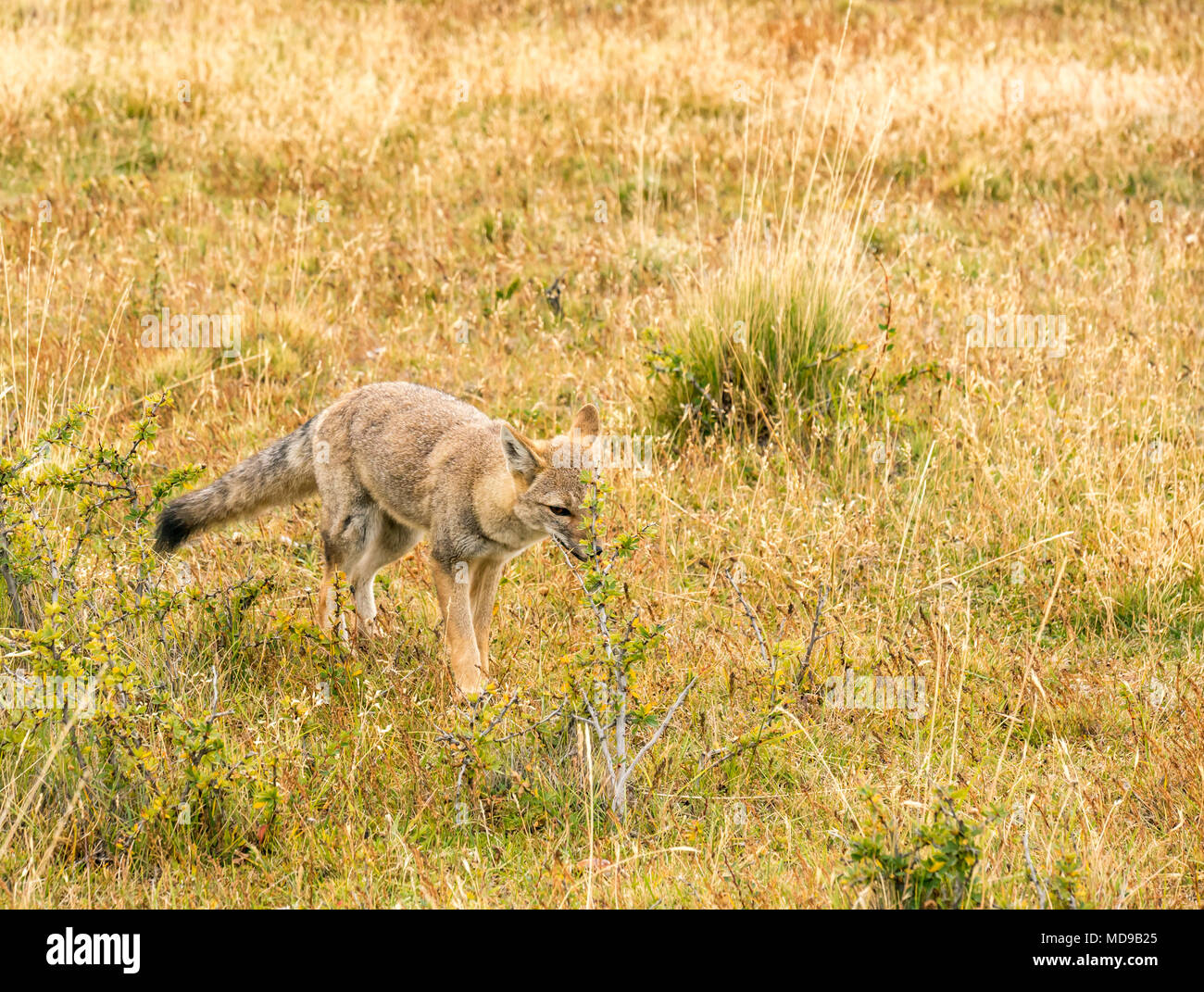 South American gray fox, or Patagonian fox, Lycalopex griseus, Torres del Paine National Park, Chile, Patagonia, South America Stock Photo