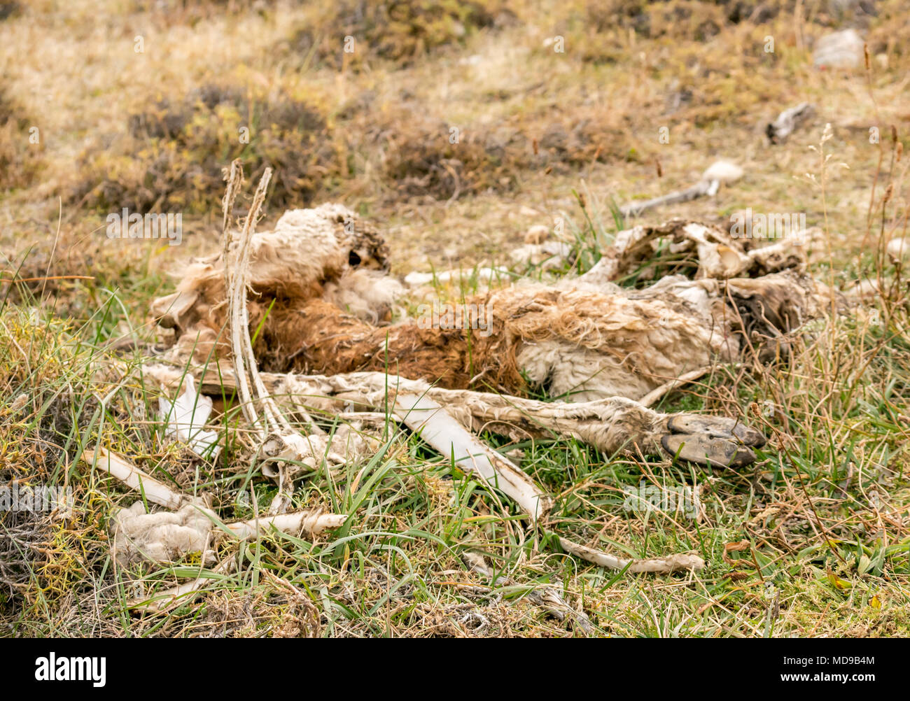 Puma kill hi-res stock photography and images - Alamy