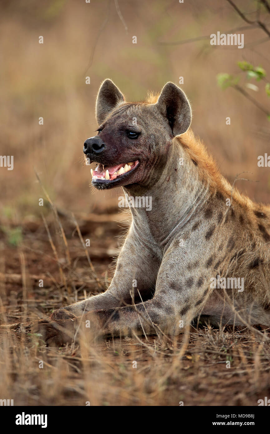 Spotted hyena (Crocuta crocuta), adult, lying on ground, animal portrait, observing, Kruger National Park, South Africa Stock Photo