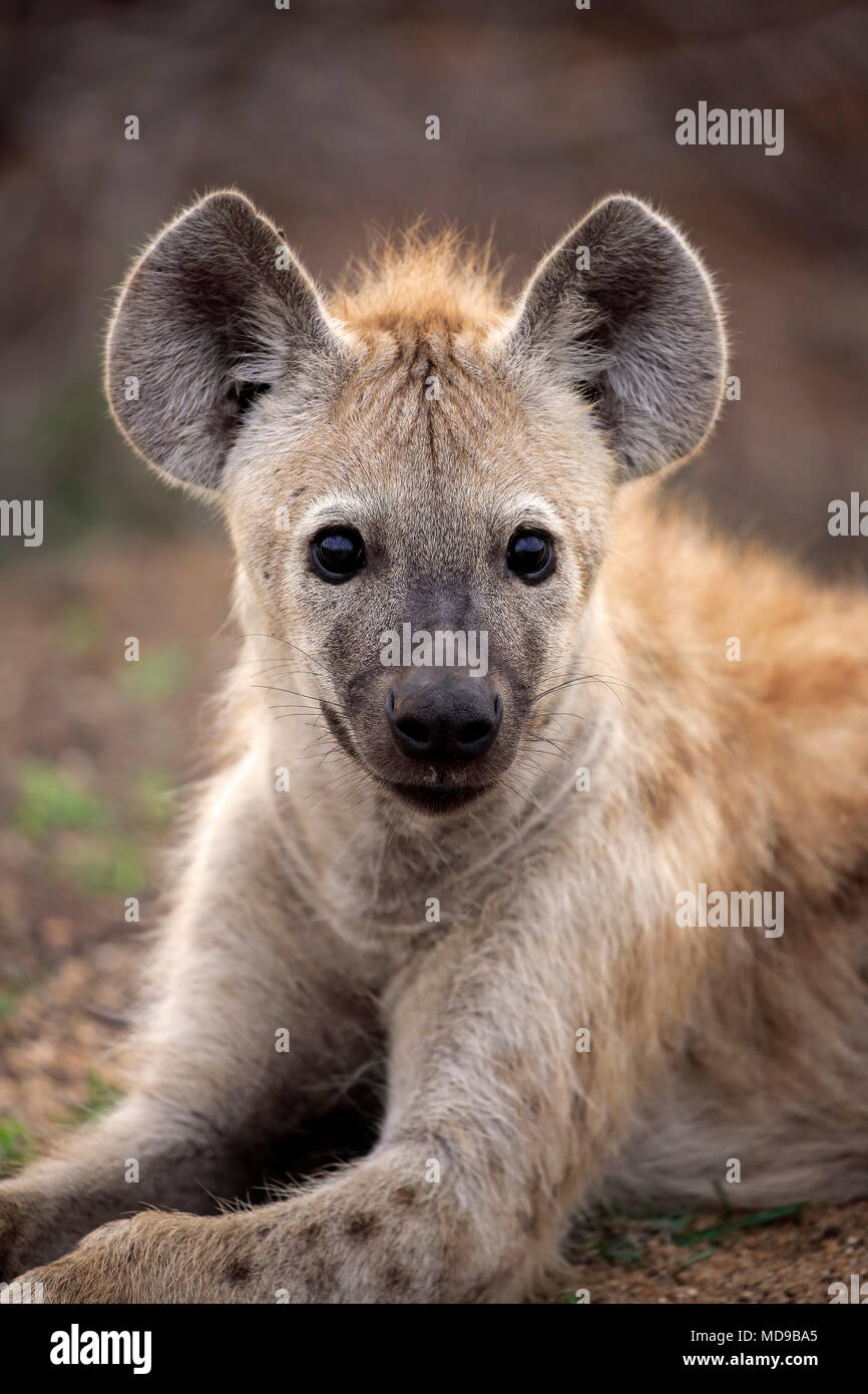 Spotted hyena (Crocuta crocuta), adult, animal portrait, alert, Kruger National Park, South Africa Stock Photo