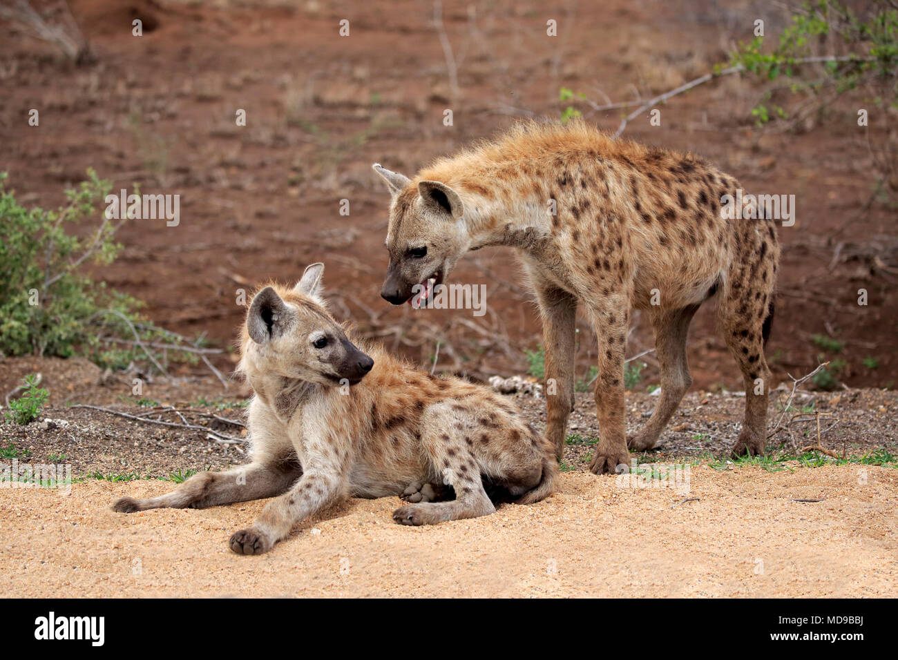 Two Spotted hyenas (Crocuta crocuta), social behaviour, Kruger National Park, South Africa Stock Photo