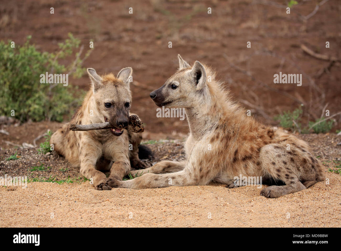 Spotted hyenas (Crocuta crocuta), two young animals with bones, Kruger National Park, South Africa Stock Photo
