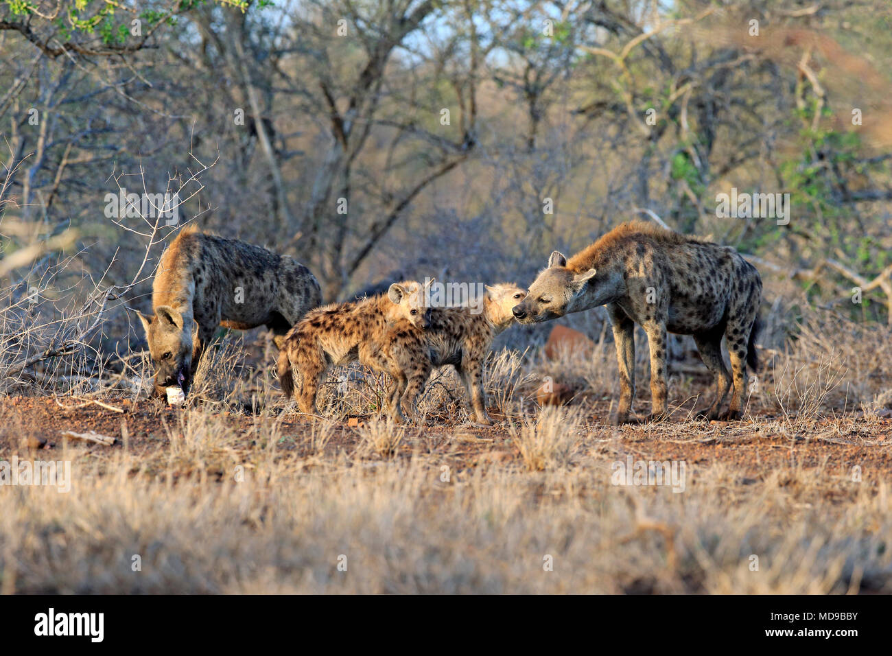 Spotted hyenas (Crocuta crocuta), Old animals with young animals sniff each other, animal group, social behaviour Stock Photo